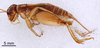 CollectionObject 1522780; 6476deb1-71a6-4548-860d-ad3c2fbcc6de: Male, lateral view (holotype). (CollectionObject).
