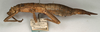 CollectionObject 1557599; NMW 705', cfdc7cdb-5120-49b4-8e10-c4175c081149: copyright NMW, Vienna. female, lateral view (syntype). (CollectionObject).