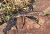 copyright Paul D. Brock. Eurycantha horrida male, lateral view. Culture stock Kawawoki, PNG, 2 March 2023 [TYPE SPECIES]. Depicts Eurycantha Boisduval, 1835, an Otu.