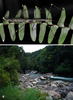 CollectionObject 1563848; 364100f8-9d9e-4eac-89c3-59294458775a: copyright Oskar Conle. female (paratype) and habitat. (CollectionObject).;CollectionObject 1563849; b63a34f3-4e4e-47f5-b59c-fa1d1f375f11: copyright Oskar Conle. female (paratype) and habitat. (CollectionObject).;CollectionObject 1563850; 72a260c7-dc05-4f24-98d1-642f23082df8: copyright Oskar Conle. female (paratype) and habitat. (CollectionObject).