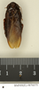 Salganea taiwanensis taiwanensis Roth, 1979: Copyright Natural History Museum, London. Paratype (adult male) in BM(NH). Dorsal view. (Otu).