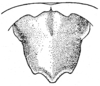 Halmenus eschatus Hebard, 1920: Fig. 5 (after allotype). male supra-anal plate. (Otu).