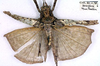 CollectionObject 1531970; 8aadfebb-00be-4c36-b1c9-9c16a7121e15: mal, dorsal view (syntype). (CollectionObject).