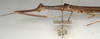 CollectionObject 1558320; 2ff244ae-5c13-4803-b88f-366c37c71218: copyright NMW, Vienna. female: head and thorax, lateral view (syntype). (CollectionObject).;CollectionObject 1558321; b6802191-713c-4cd5-bc7e-5e3965806a14: copyright NMW, Vienna. female: head and thorax, lateral view (syntype). (CollectionObject).
