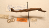 CollectionObject 1591090; 53fcff05-0758-4cc6-a6d1-e2e76bce297d: copyright NMW, Vienna. male, lateral view (paratype). (CollectionObject).