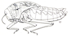Bullacris serrata (Thunberg, 1810): Fig. 17.2. female (body length 45-55 mm, pronotum 24-27 mm). (Otu).