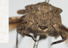 CollectionObject 1476887; 62ccc855-c9b7-4abf-aa70-8c5cf321cf8b, NHMUK10924420: female, frontal view (syntype). (CollectionObject).