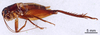 CollectionObject 1522825; acd5b3c7-da1a-4daa-927c-9946a1473a30: Male, lateral view (holotype). (CollectionObject).