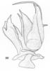 Aedeagus, ventral view: !! display not done !! on Xenoliarus placitus (Van Duzee, 1912): (Observation).