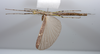 CollectionObject 1590115; e3aaa19d-a06f-40a0-b155-68df1664a497: copyright Oskar Conle. male, ventral view (paratype). (CollectionObject).