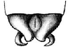 Dicranacrus furcatus Saussure, 1899: male cerci. (Otu).