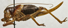 CollectionObject 1535962; fb5dae8d-7e55-4009-8262-4c7a39549592: female, lateral view (paralectotype). (CollectionObject).