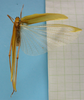 CollectionObject 1542900; 9c39efe7-3924-41d5-a4ff-1600852b020b: male, dorsal view. (CollectionObject).