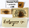 CollectionObject 1587174; MNHN(SF IMPORT DUPLICATE) MNHN-EP-EP1088, 34ba4e08-872b-44ae-a222-cc076f1c04f1: CC BY-NC-ND 4.0/MNHN - Depraetere Marion - 2014. Non type, male. Specimen number: MNHN-EP-EP1088. http://coldb.mnhn.fr/catalognumber/mnhn/ep/ep1088. (CollectionObject).