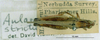 CollectionObject 1520581; 741c8919-24a4-4aac-8da7-9f67d259c943, NHMUK3235049: male, dorsal view. (CollectionObject).