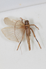 CollectionObject 2377037; 99ff1e1a-7b4d-4531-87d6-182d9fd02821: male, dorsal view (syntype). (CollectionObject).
