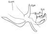 Erucius (Erucius) dimidiatipes dimidiatipes Bolívar, 1898: Fig. 2.3. phallic complex, lateral view. (Otu).