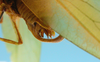 CollectionObject 1542968; f52c993f-62f9-48b3-8ff6-2b0cfae54358: male, apex of the abdomen lateral view (paratype). (CollectionObject).