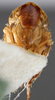 Head on Achaetica anabasidis Emeljanov, 1959: holotype. (Observation).