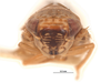 Head on Eutettix (Eutettix) bartschi Van Duzee, 1909: (Observation).
