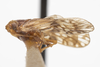 Habitus, lateral view: !! display not done !! on Bothriocera fasciola Caldwell, 1943: (Observation).