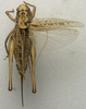 CollectionObject 1536009; 62099709-3525-4cbf-ba77-ea6b8b465b2d: female, dorsal view (syntype). (CollectionObject).