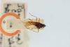 Pamerana nigritula (Walker, 1872): PAmerana nigritula. Dorsal habitus. (BMNH) - (CC BY-NC 4.0) Photo by Stuart Cole, reproduced with permission from the Natural History Museum, London, UK. (Otu).