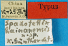 CollectionObject 1500844; d7d8d5ad-8eae-422c-88b8-c712b1300478: labels (holotype). (CollectionObject).