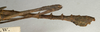 CollectionObject 1557792; NMW 945', 664fe6b3-dae6-4c6e-b90f-84b3667e8d28: copyright NMW, Vienna. male: end of abdomen, lateral view (syntype). (CollectionObject).