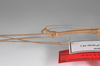 CollectionObject 1562901; 46fbdf44-650a-46c9-a2fa-eba69a462515: copyright ZSMC, Munich. male: head & thorax, lateral view (holotype). (CollectionObject).