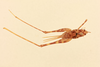 CollectionObject 2069340; NHMUK012505202, 79b576c3-9a46-4e93-bc1a-93573782c939: female, dorsal vew (paralectptype). (CollectionObject).