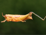 Pseudoscopas montanus Ronderos, 1987: female. (Otu).