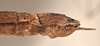CollectionObject 1559198; 8e5d9e49-4ada-48b3-bb2f-9d7fccc501f8: copyright OUMNH. female: end of abdomen,lateral view of synonym Anophelepis vittatus (syntype). (CollectionObject).