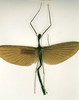 CollectionObject 1558314; 0db8b396-8240-49ef-9b9e-9143fe53e717: copyright RMNH, Leiden. female of Phasma (Necroscia) diacanthos (holotype). (CollectionObject).