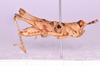 CollectionObject 1585717; de835e22-a69d-4cee-ab09-17aaa6e1ccd3: male, body in lateral view (no a type). (CollectionObject).