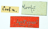 female (syntype), labels. Depicts CollectionObject 1593704; 00227148-d14a-48fa-8443-615271d11a1a, a CollectionObject.