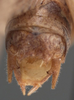 CollectionObject 1505833; 9ec19a7f-f1ce-403a-8155-30af49875018: male cerci (holotype). (CollectionObject).