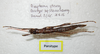 CollectionObject 1580911; fa692c17-b9ee-47fd-8fa7-cd684189d0f9: copyright FRCS, Sabah. female (paratype). (CollectionObject).