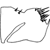 Pygofer, lateral view on Colladonus rupinatus (Ball, 1911): cotype. (Observation).