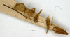 CollectionObject 1567871; ee82e13e-0e05-4d5f-9a55-b456594a9f91: female, genitalia (paralectotype). (CollectionObject).