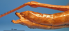 CollectionObject 1538340; dae0d230-ad6d-48d0-ae24-3ae063ab80a1: female abdomen tip, lateral view (holotype). (CollectionObject).