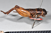 CollectionObject 1517613; 343a7801-c8c9-4d06-ba53-c87648893d99: copyright Natural History Museum, London. juvenile male, lateral view (holotype of Gryllus signatipes ). (CollectionObject).
