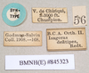 CollectionObject 1559093; f36c70cd-acc5-4588-b48e-fae8019a3fd9: copyright Natural History Museum, London. male, data labels (syntype). (CollectionObject).