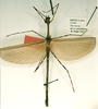 CollectionObject 1560020; 87babdd0-b82e-4019-8ac5-d302d4a73311: copyright RMNH. male (syntype). (CollectionObject).