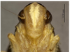 Head on Concaves bipunctatus (Li & Wang, 1993): (Observation).