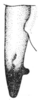 Tela chlorosoma Hebard, 1932: Fig. 1. male cercus, dorsal view. (Otu).