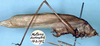 CollectionObject 1517252; acfca6bf-5a74-4321-83ab-1819ed609d69: male (syntype). (CollectionObject).