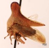 Habitus, lateral view: !! display not done !! on Glossonotus univittatus (Harris, 1841): (Observation).