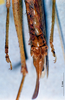 CollectionObject 1534683; 637694b0-6ecd-4387-95ac-b3ba31bb5dbf: female subgenital plate (syntype). (CollectionObject).