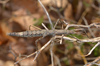 copyright Paul D. Brock. Eyre Mts near Queenstown found by Tony Jewell 2015. Depicts Niveaphasma annulatum (Hutton, 1898), an Otu.